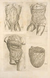 The Digestive organs