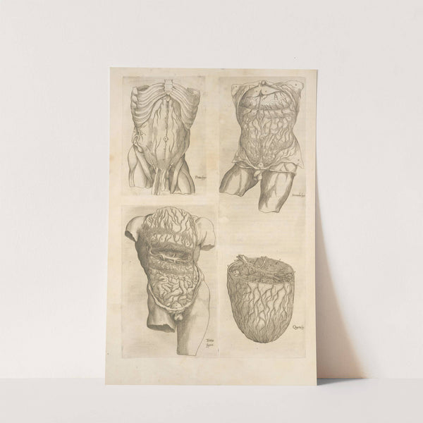 The Digestive organs (1545) by Thomas Geminus