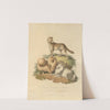 The Dog of New South Wales and the Pomeranian dog (1800) by Sydenham Edwards
