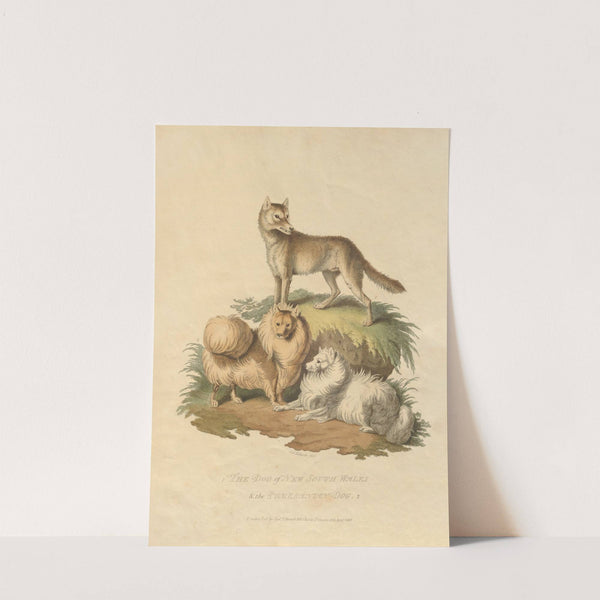 The Dog of New South Wales and the Pomeranian dog (1800) by Sydenham Edwards