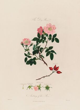 The Dog Rose. Anatomy of the Rose (1799–1810)