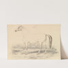 The Dongola Horse (1837) by Charles Hamilton Smith