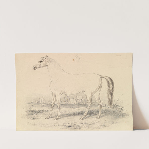 The Dongola Horse (1837) by Charles Hamilton Smith