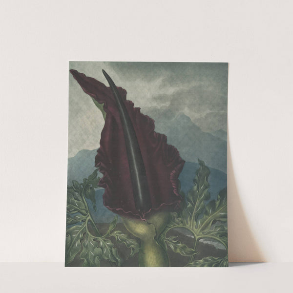 The dragon arum by Robert John Thornton