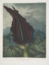 The Dragon Arum