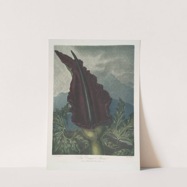 The Dragon Arum by Robert John Thornton