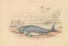 The Dugong
