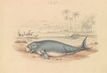 The Dugong