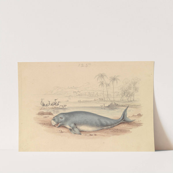 The Dugong by James Stewart