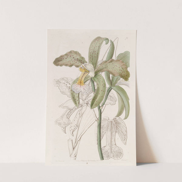 The Duke of Bedford's Rough-lipped Cattleya by Sydenham Edwards