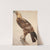 The Eagle of Thebes by Jacques Barraband