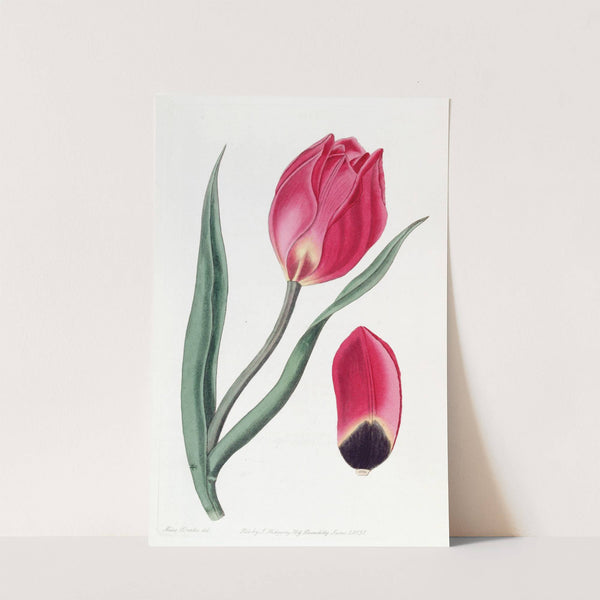 The Early Sun's Eye Tulip by Sydenham Edwards