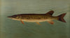 The Eastern or Banded Pickerel, Lucius reticulatus. (1898)