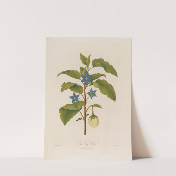 The Egg Plant (1799–1810) by Robert John Thornton