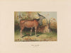 The Eland
