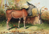 The Eland