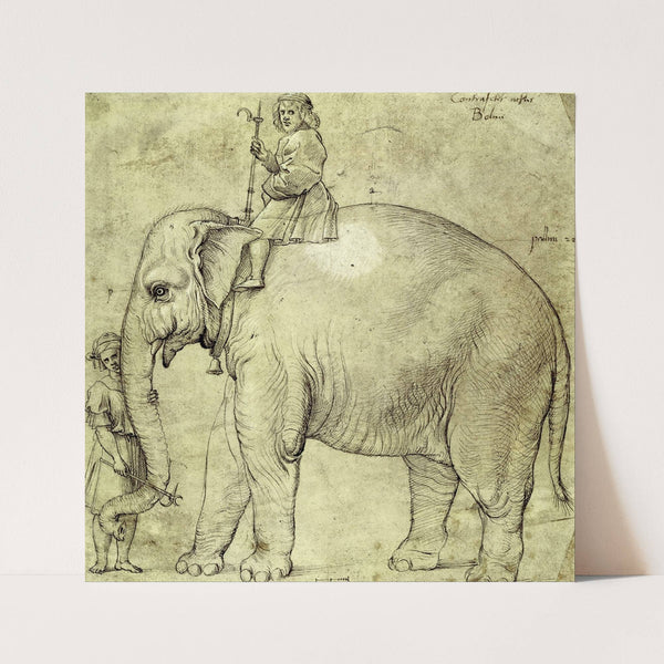 The Elephant Hanno by Raphael