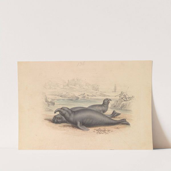 The Elephant Seal by James Stewart