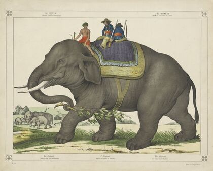 The elephant used to hunt other elephants (1829-1880)