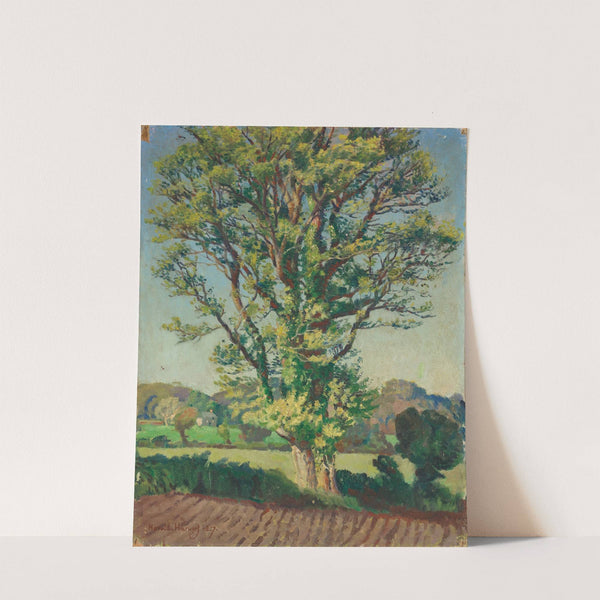 The Elm Tree by Harold Charles Francis Harvey