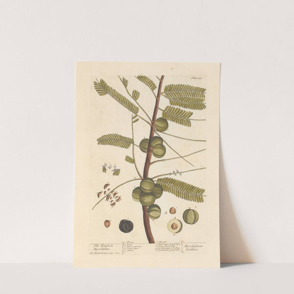 The emblick myrobalan (1739) by Elizabeth Blackwell