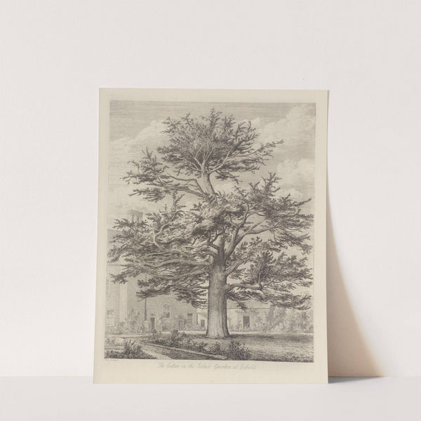 The Enfield Cedar by Jacob George Strutt