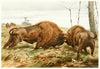 The European Bison (1893-1896)