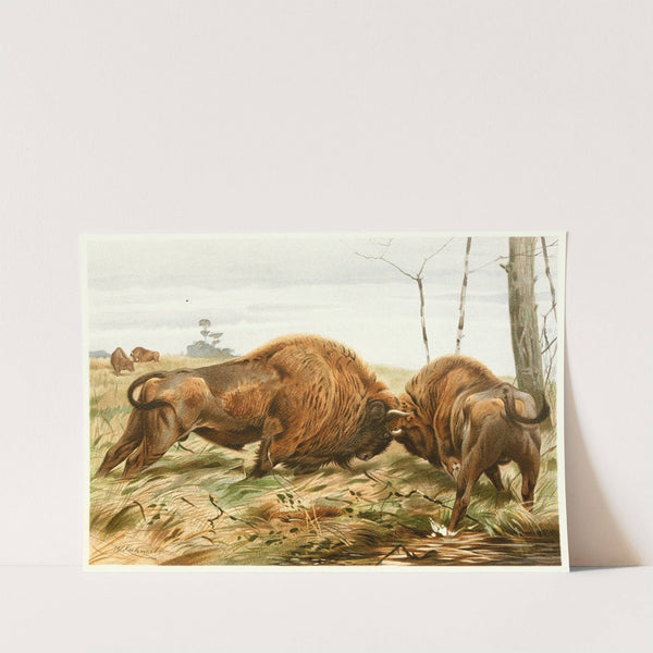 The European Bison (1893-1896) by Wilhelm Kuhnert
