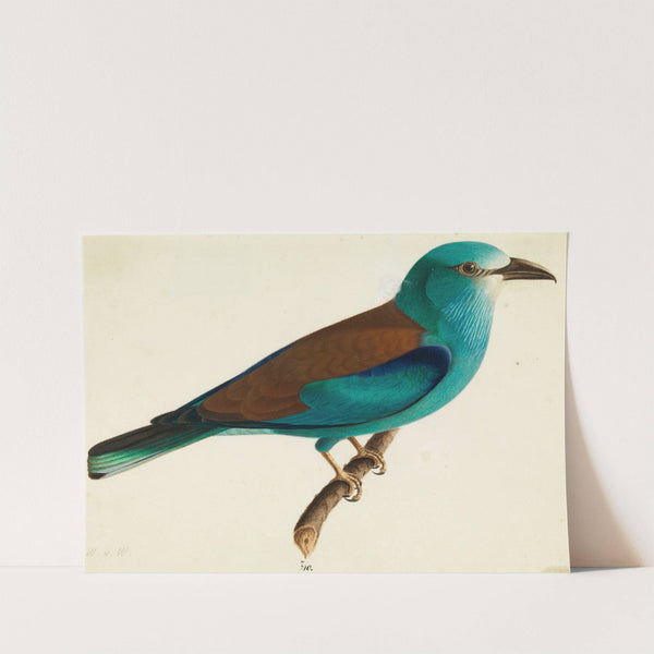 The European Roller by Wilhelm von Wright