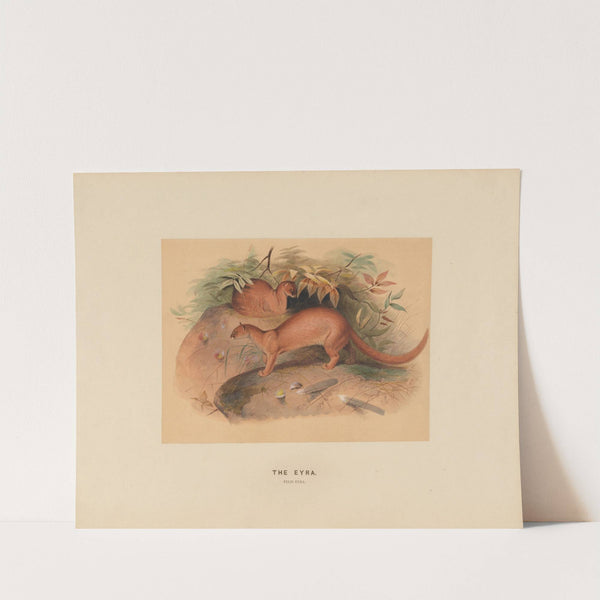 The Eyra by Joseph Wolf