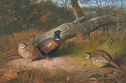 The Fallen Beech- A Cock And Three Hen Pheasants With A Wasp (1886)