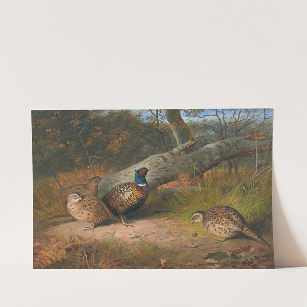 The Fallen Beech- A Cock And Three Hen Pheasants With A Wasp (1886) by Archibald Thorburn