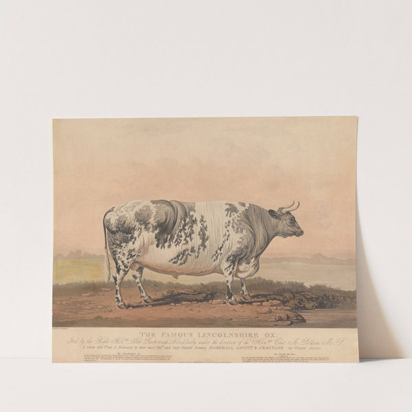 The Famous Lincolnshire Ox by James Barenger