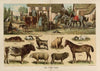 The Farm yard