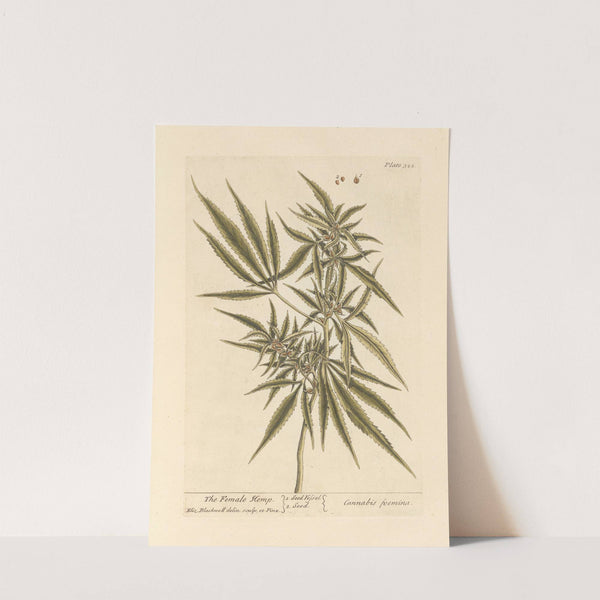 The female hemp (1739) by Elizabeth Blackwell