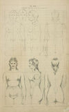 The female trunk – definition of proportion