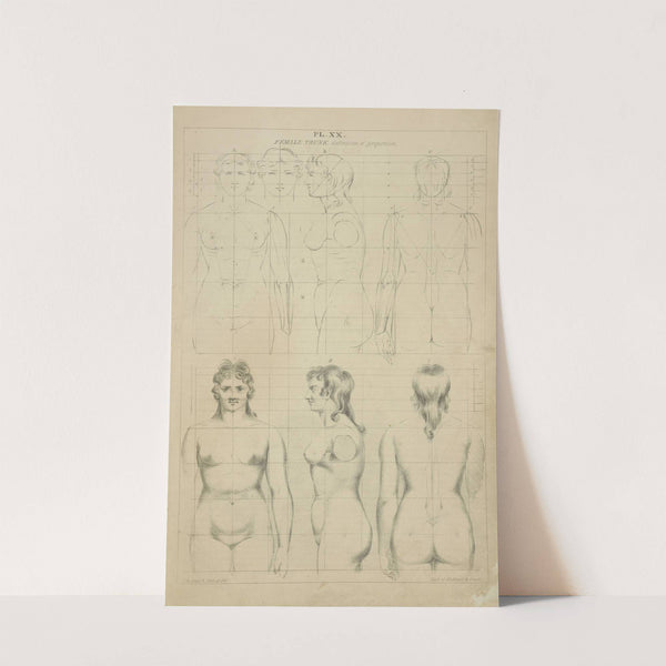 The female trunk - definition of proportion by John Rubens Smith