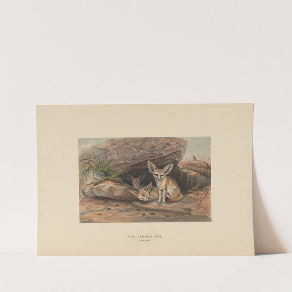 The Fennec Fox by Joseph Wolf