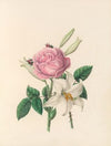 The fête of the flowers Pl.01