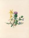 The fête of the flowers Pl.02