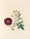 The fête of the flowers Pl.04