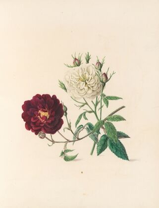 The fête of the flowers Pl.04