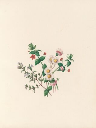 The fête of the flowers Pl.07