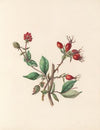 The fête of the flowers Pl.10