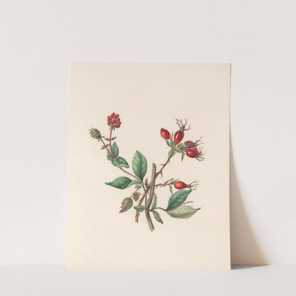 The fête of the flowers Pl.10 by Jane Elizabeth Giraud
