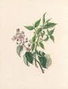 The fête of the flowers Pl.13