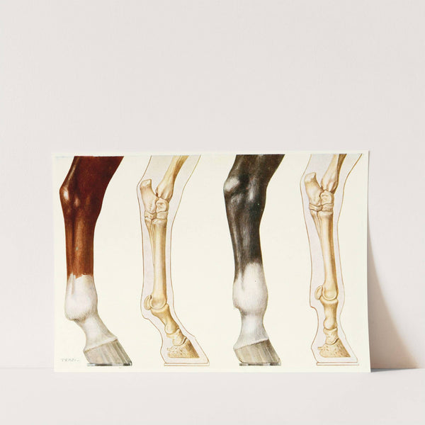 The Fetlock, Normal And Overshot by Amedeo John Engel Terzi