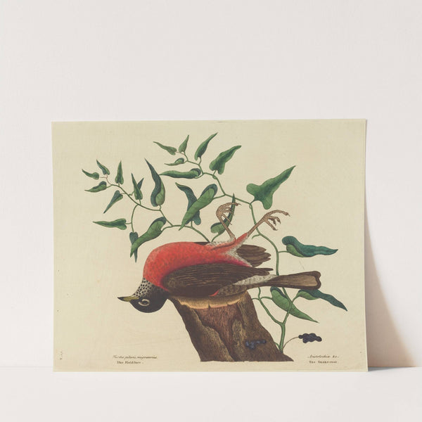 The Fieldfare of Carolina (Turdus migratorius) by Mark Catesby