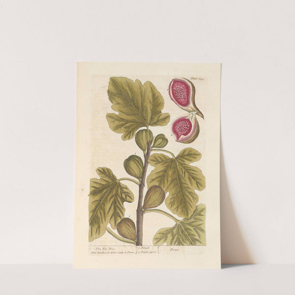 The fig tree (1739) by Elizabeth Blackwell