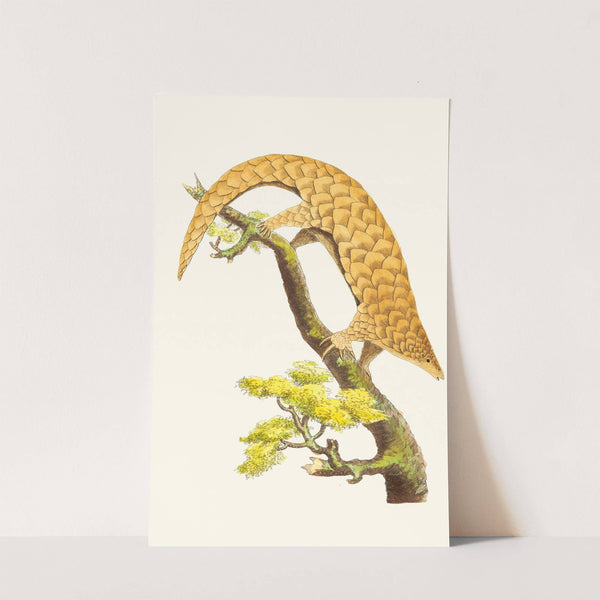 THE FIVE-TOED MANIS (1789-1813) by George Shaw